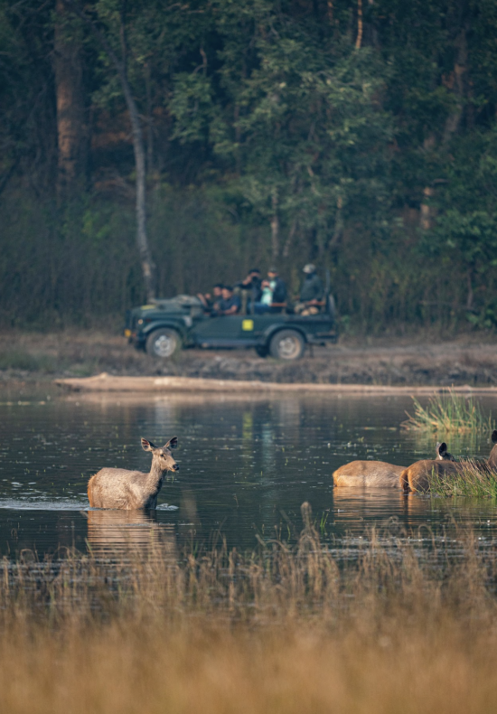 Indian Wildlife | Ameliya safaris